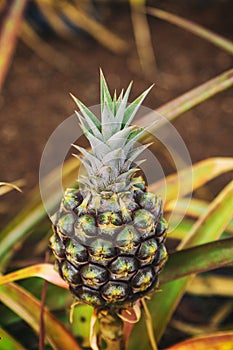 Small pineapple growing on plantation in Hawaii