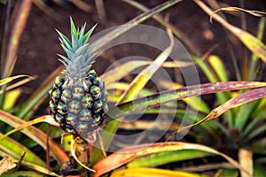 Small pineapple growing on plantation in Hawaii