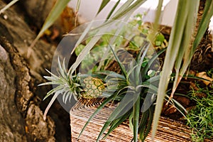 Small pineapple grows in a pot. Growing pineapple at home