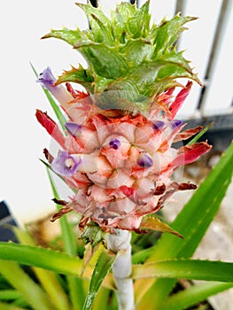 Small pineapple-like plant blooms tiny purple flower