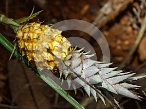 Small pineapple, photographed in the backyard of a farm in a rural region.