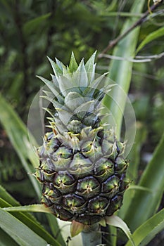 Small pineapple growing on a stalk