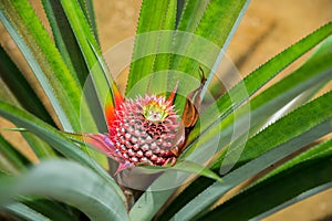 Small pineapple ripens in the middle of the long leaves Singapo