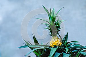 Small pineapples in ceramic pots. Growing exotic plants at home. Close-up. Selective focus.