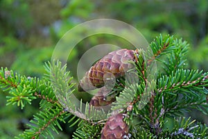 Small pinecone hanging in a green pine tree