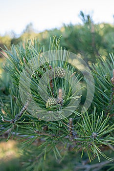 Small pinecones growing on the branch of a pine