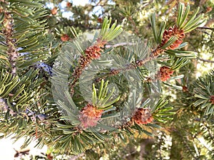 Small pinecones on a limber pine tree