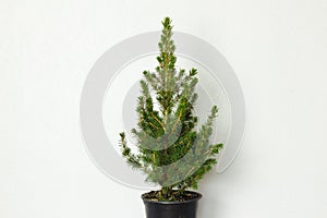 Small pinetree in a pot