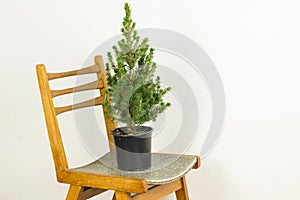 Small pinetree in a pot on a chair