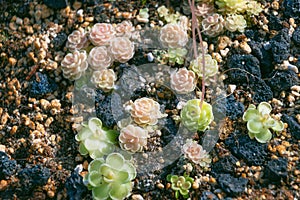 Small Pinguicula jaumavensis plants, close-up