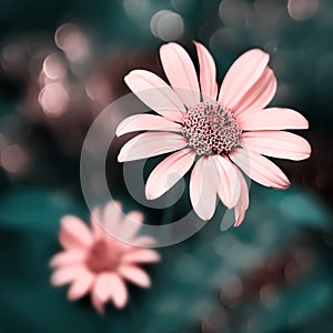 Small pink bright summer flowers on a background of blue green foliage in a fairy garden. Macro artistic image. Selective focus.