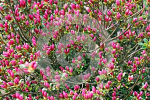 Small pink buds of Rhododendron simsii flowers