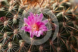 Small pink cactus - Mammillaria species - flower, closeup macro detail