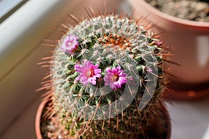 Small pink cactus in pot - Mammillaria species - flower
