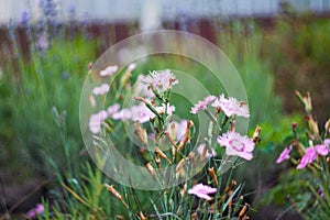 Small pink carnation flowers on a blurred background