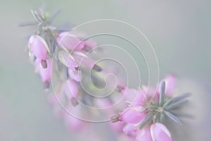 Small pink florets on a green indistinct background