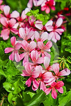 Small pink flower