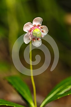 Small pink flower