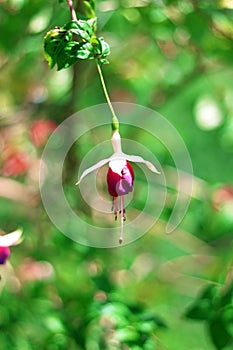 Small pink flower | Naturel pink bulb flower | Macro image