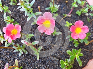 Small pink flower of Portulaca on pot