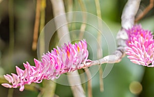 Small pink flower, toothbrush orchid Dendrobium secundum.