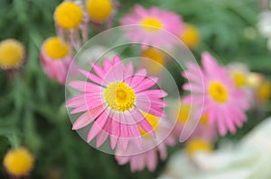 Small pink flowers