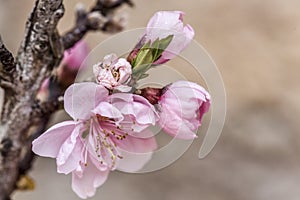 Small pink flowers