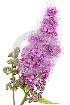 A small pink flowers bloom on a branch of a decorative Spirea bush isolated