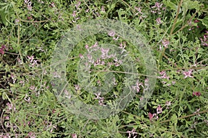 Small pink flowers bloom in the meadow in summer