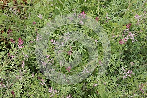 Small pink flowers bloom in the meadow in summer