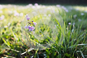 Small pink flowers blooming in spring meadow. Morning dew. Sunny day. Beautiful detail, fresh green floral background