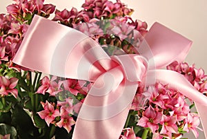 Small pink flowers with bow