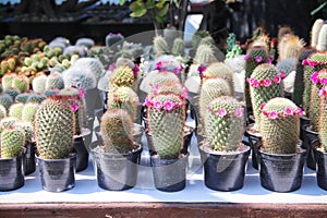 Small pink flowers cactus  Mammillaria hahniana  in many black pot on table background