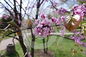 Small pink flowers of Cercis canadensis