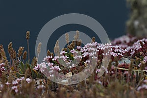 Small pink flowers on the cliff top