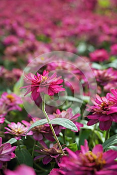 small pink flowers field background