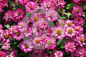 Small pink flowers field background