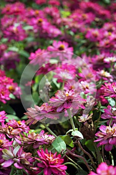 small pink flowers field background