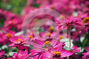 Small pink flowers field background