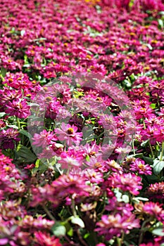 small pink flowers field background