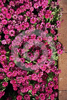 small pink flowers field background