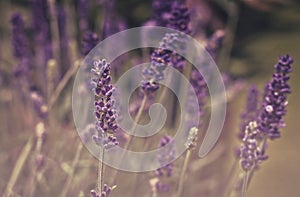 Small pink flowers in a field during summer. Summer theme