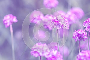 Small pink flowers in the form of a ball. Selective soft focus