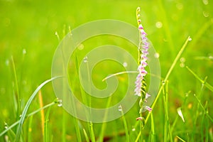 Small pink flowers, green grass and water drops / dewdrops