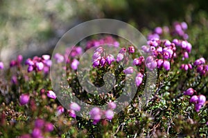 Small pink flowers growing on the rocky slopes of mount Kurodake