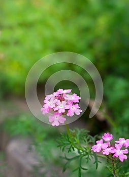 Small pink flowers in park