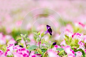 Small pink flowers - purple flowers in the garden background blu