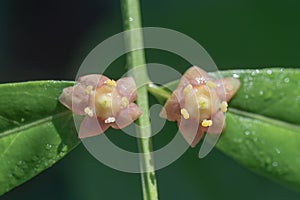 Small pink flowers of the Strawberry bush plant in springtime