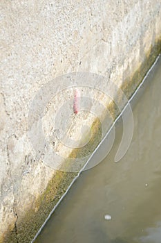 Small pink Golden applesnail on cement wall