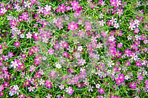 Small pink gypso flower